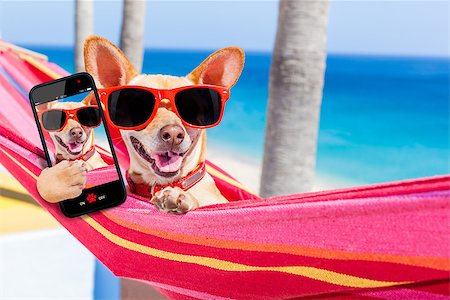 simsearch:400-08158248,k - chihuahua dog relaxing on a fancy red  hammock taking a selfie and sharing the fun with friends, on summer vacation holidays Fotografie stock - Microstock e Abbonamento, Codice: 400-08159216