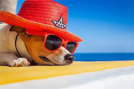 sieste - jack russell dog resting , sleeping a siesta under a palm tree, on summer vacation holidays at the beach , wearing sunglasses and a big hat sombrero Stock Photo - Budget Royalty-Free & Subscription, Code: 400-08159708