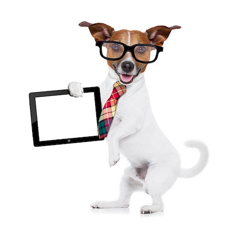 simsearch:400-08413217,k - jack russell dog office worker with tie, black glasses holding a tablet pc computer laptop,  isolated on white background Stock Photo - Budget Royalty-Free & Subscription, Code: 400-08151259