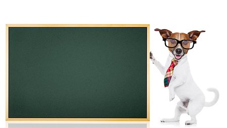 simsearch:400-08155906,k - jack russell dog as school teacher holding a blackboard , isolated on white background Stock Photo - Budget Royalty-Free & Subscription, Code: 400-08151250