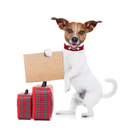 simsearch:400-08696541,k - hitchhiker jack russell dog  waiting for a car for a  pickup, holding a cardboard with luggage, isolated on white background Foto de stock - Super Valor sin royalties y Suscripción, Código: 400-08151252