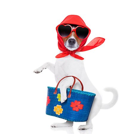 simsearch:400-08735204,k - jack russell dog diva lady with bag shopping at supermarket , isolated on white background Stock Photo - Budget Royalty-Free & Subscription, Code: 400-08151269