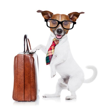 simsearch:400-08413217,k - jack russell dog office worker with tie, black glasses holding a suitcase or bag luggage,  isolated on white background Stock Photo - Budget Royalty-Free & Subscription, Code: 400-08151261