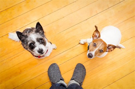 floor dog kid - two dogs begging  looking up to owner begging  for walk and play ,on the floor inside their home Stock Photo - Budget Royalty-Free & Subscription, Code: 400-08152535