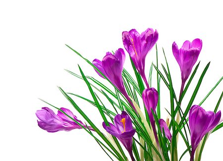 crocuses spring flowers isolated on white background Fotografie stock - Microstock e Abbonamento, Codice: 400-08152720