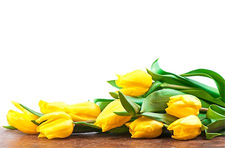 Yellow tulips on a wooden surface. Studio photography. Fotografie stock - Microstock e Abbonamento, Codice: 400-08152756