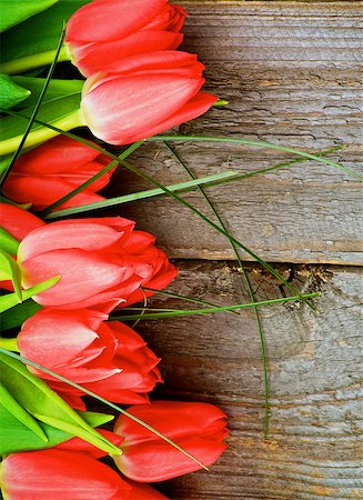simsearch:400-08011307,k - Arrangement of Beautiful Spring Red Tulips with Green Grass isolated on Cracked Rustic Wooden background Stock Photo - Budget Royalty-Free & Subscription, Code: 400-08152812