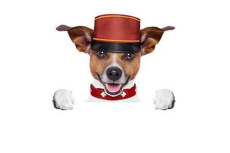 jack russell bellboy dog behind a blank and empty banner or placard at hotel, where pets are welcome and allowed,isolated on white background Stock Photo - Budget Royalty-Free & Subscription, Code: 400-08152847