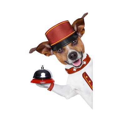 jack russell bellboy dog behind a blank and empty banner or placard at hotel, where pets are welcome and allowed,isolated on white background Stock Photo - Budget Royalty-Free & Subscription, Code: 400-08152848