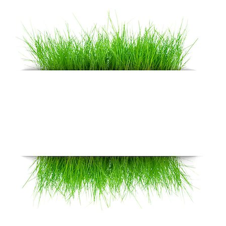 simsearch:400-05270311,k - juicy grass under a sheet of white paper Foto de stock - Super Valor sin royalties y Suscripción, Código: 400-08152863