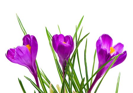 crocuses spring flowers isolated on white background Fotografie stock - Microstock e Abbonamento, Codice: 400-08153244