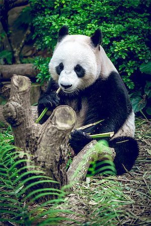 Hungry giant panda bear eating bamboo Foto de stock - Royalty-Free Super Valor e Assinatura, Número: 400-08153259