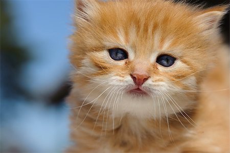 simsearch:400-07050558,k - Red kitten playing outdoors in the garden in summer Stockbilder - Microstock & Abonnement, Bildnummer: 400-08153429