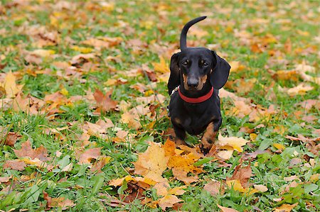 simsearch:400-07501422,k - Portrait of a black dachshund running in the park in autumn Stock Photo - Budget Royalty-Free & Subscription, Code: 400-08153430