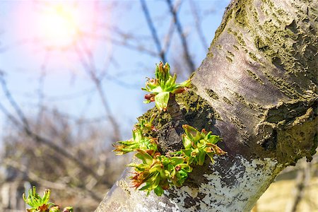 plant abstract focus - Tree branch with buds in sun beams, blue sky Stock Photo - Budget Royalty-Free & Subscription, Code: 400-08153546