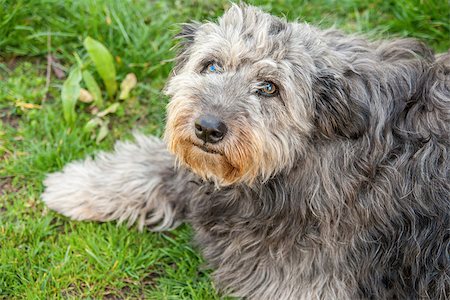 desgreñado - Portrait of shaggy gray dog thrown in the street Foto de stock - Super Valor sin royalties y Suscripción, Código: 400-08153547