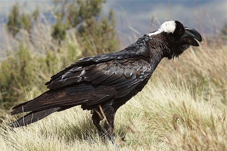 Thick-billed Raven, Ethiopia, Africa Foto de stock - Royalty-Free Super Valor e Assinatura, Número: 400-08153820