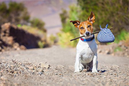 simsearch:400-08158224,k - jack russell dog abandoned and left all alone on the road or street, with luggage bag  , begging to come home to owners, Stockbilder - Microstock & Abonnement, Bildnummer: 400-08164257