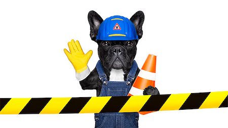 funny animal progression - worker  dog with helmet  behind warning tape ,work in progress, and stop gesture, , isolated on white background Stock Photo - Budget Royalty-Free & Subscription, Code: 400-08164269