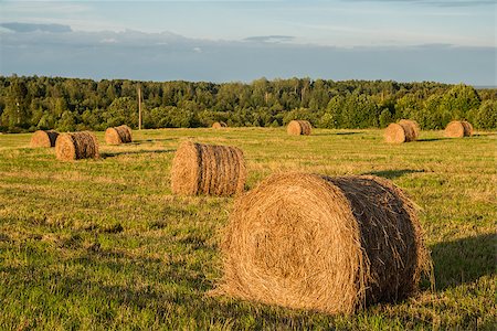 simsearch:400-07717781,k - haystacks in a field of bright summer day Fotografie stock - Microstock e Abbonamento, Codice: 400-08164279