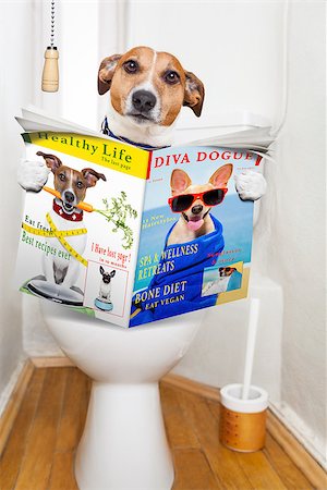 educazione all'uso del vaso - jack russell terrier, sitting on a toilet seat with digestion problems or constipation reading the gossip magazine or newspaper Fotografie stock - Microstock e Abbonamento, Codice: 400-08164464