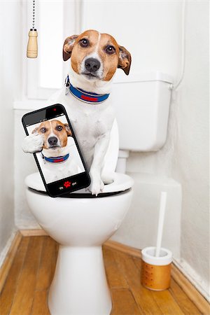 educazione all'uso del vaso - jack russell terrier, sitting on a toilet seat with digestion problems or constipation looking very sad, taking a selfie Fotografie stock - Microstock e Abbonamento, Codice: 400-08164465