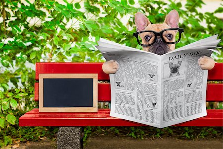 french bulldog dog reading a newspaper or magazine sitting on a bench at the park, relaxing , empty blank blackboard beside Stock Photo - Budget Royalty-Free & Subscription, Code: 400-08164469