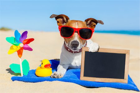 simsearch:400-08413217,k - jack  russell dog at the beach on a blue towel , holding an empty blank blackboard or banner, on summer vacation holidays Stock Photo - Budget Royalty-Free & Subscription, Code: 400-08164461