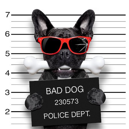 simsearch:400-08898663,k - funny cute french bulldog holding a placard while a mugshot is taken, bone in mouth and guilty , wearing red sunglasses Photographie de stock - Aubaine LD & Abonnement, Code: 400-08164462