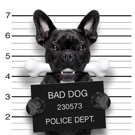 simsearch:400-08898663,k - funny cute french bulldog holding a placard while a mugshot is taken, bone in mouth and guilty Photographie de stock - Aubaine LD & Abonnement, Code: 400-08164463