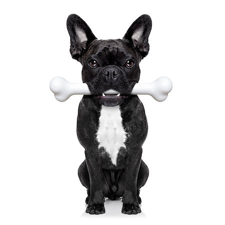 simsearch:400-06927182,k - french bulldog dog  holding a big bone with mouth waiting for owner to go for a walk, isolated on white background Stockbilder - Microstock & Abonnement, Bildnummer: 400-08164473