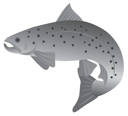 Brook Trout Fish in Grayscale Illustration Stock Photo - Budget Royalty-Free & Subscription, Code: 400-08164819