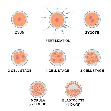 Development of the human embryo. Images of stages from ovum to blastocyst. Also available as a Vector in Adobe illustrator EPS 8 format, compressed in a zip file. Stock Photo - Budget Royalty-Free & Subscription, Code: 400-08164948