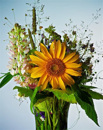 Bouquet of Wildflowers and Various Grasses with Big Sunflower and Pink Lupines closeup on Blue Toned background Stock Photo - Budget Royalty-Free & Subscription, Code: 400-08165068