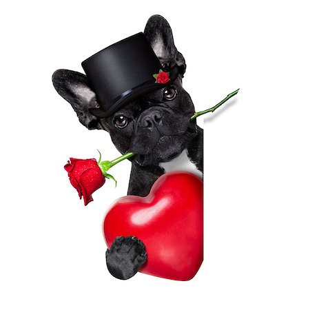 simsearch:400-08155906,k - valentines  french bulldog dog in love holding a rose with mouth behind a blank empty blackboard or placard, isolated on white background Stock Photo - Budget Royalty-Free & Subscription, Code: 400-08165106