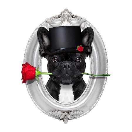 simsearch:400-08155906,k - valentines  french bulldog dog in love holding a rose with mouth , isolated on white background inside a frame of silver wood Stock Photo - Budget Royalty-Free & Subscription, Code: 400-08165109