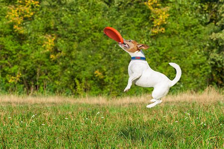 funny pictures with exercise balls - jack russell  dog  catching a flying disc in the air , jumping very high  after a fast run Stock Photo - Budget Royalty-Free & Subscription, Code: 400-08165103