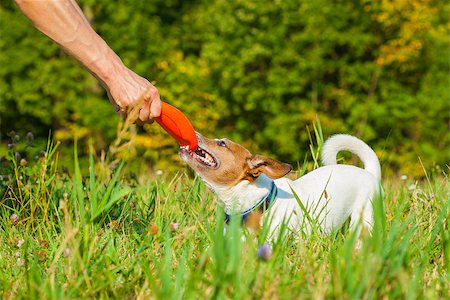 fun park mouth - jack russell  dog  catching a flying disc and fighting with owner for the toy, outdoors at the  park Stock Photo - Budget Royalty-Free & Subscription, Code: 400-08165111