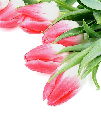 simsearch:400-08011307,k - Corner of Five Spring Magenta Tulips with Leafs and Water Drops isolated on white background Stock Photo - Budget Royalty-Free & Subscription, Code: 400-08165155