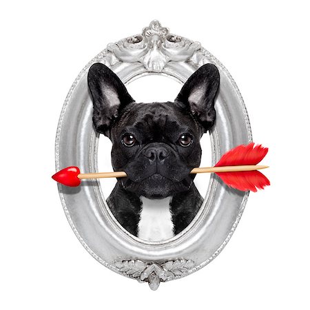 simsearch:400-08155906,k - valentines french bulldog dog in love holding a cupids arrow with mouth in a retro wood frame isolated on white background Stock Photo - Budget Royalty-Free & Subscription, Code: 400-08165296