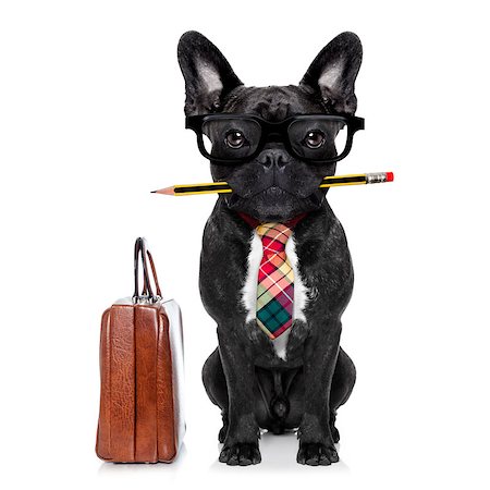 french bulldog office - office businessman french bulldog dog with pen or pencil in mouth with bag or suitcase isolated on white background Stock Photo - Budget Royalty-Free & Subscription, Code: 400-08165305