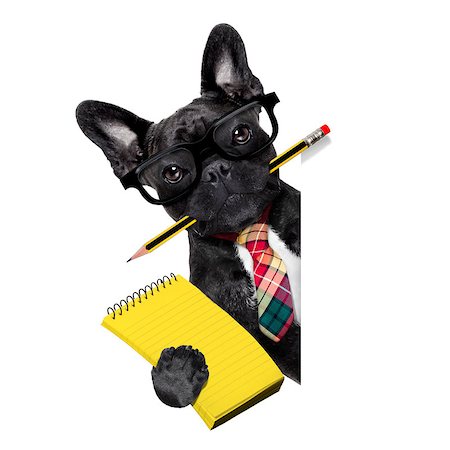 simsearch:400-08413217,k - office businessman french bulldog dog with pen or pencil in mouth with notepad behind blank empty banner or placard,  isolated on white background Stock Photo - Budget Royalty-Free & Subscription, Code: 400-08165308