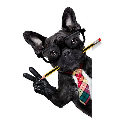simsearch:400-08413217,k - office businessman french bulldog dog with pen or pencil in mouth behind a  blank white banner or placard, isolated on white background Stock Photo - Budget Royalty-Free & Subscription, Code: 400-08165309