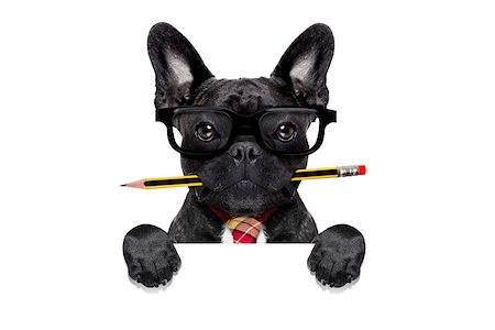 simsearch:400-08413217,k - office businessman french bulldog dog with pen or pencil in mouth behind a  blank white banner or placard, isolated on white background Stock Photo - Budget Royalty-Free & Subscription, Code: 400-08165302