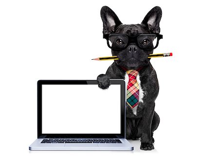 french bulldog office - office businessman french bulldog dog with pen or pencil in mouth behind a  blank pc computer laptop screen , isolated on white background Stock Photo - Budget Royalty-Free & Subscription, Code: 400-08165303