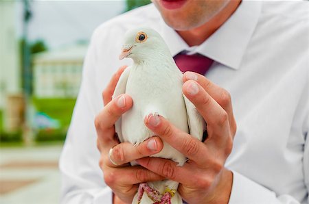 peace day pigeon - pigeon in the hands of the newlyweds Stock Photo - Budget Royalty-Free & Subscription, Code: 400-08167012