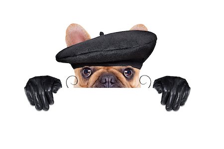simsearch:400-06927182,k - french bulldog with  french  beret hat, isolated on white background, behind white and blank banner  or placard Stockbilder - Microstock & Abonnement, Bildnummer: 400-08160197