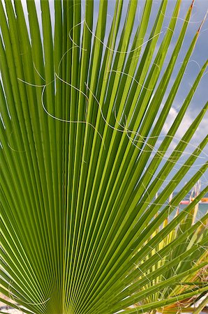 Palm leaves over blue sky with clouds on the shore Stock Photo - Budget Royalty-Free & Subscription, Code: 400-08160566