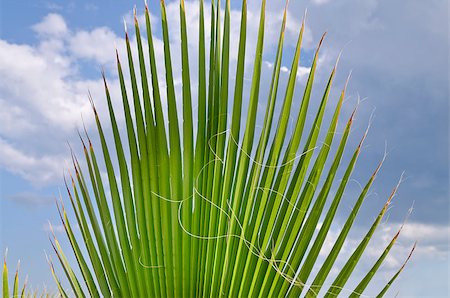 Palm leaves over blue sky with clouds on the shore Stock Photo - Budget Royalty-Free & Subscription, Code: 400-08160567