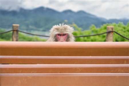 Front view of Monkey face over bench Stock Photo - Budget Royalty-Free & Subscription, Code: 400-08160666